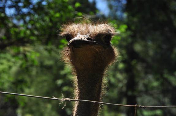 Um sempre curioso avestruz, no parque Lindendorf, em Treze Tilias, em Santa Catarina